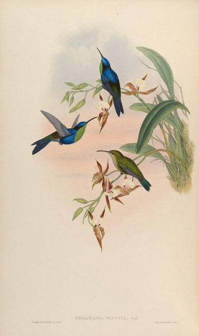 Thalurania venusta = Thalurania furcata venusta by John Gould
